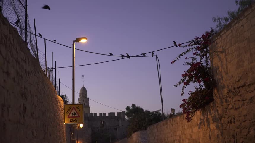 Birds on power lines in a city at dusk