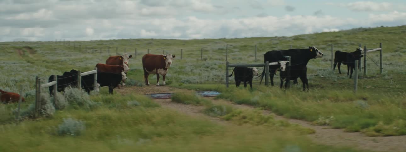 Cattle in a grass pasture with some wooden fences around