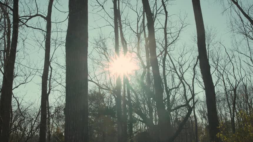 The sun shines brightly through bare trees in a forest