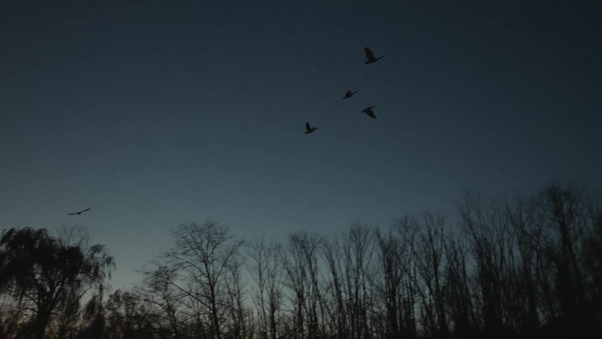 Flock of birds flying over the woods next to a lake at evening
