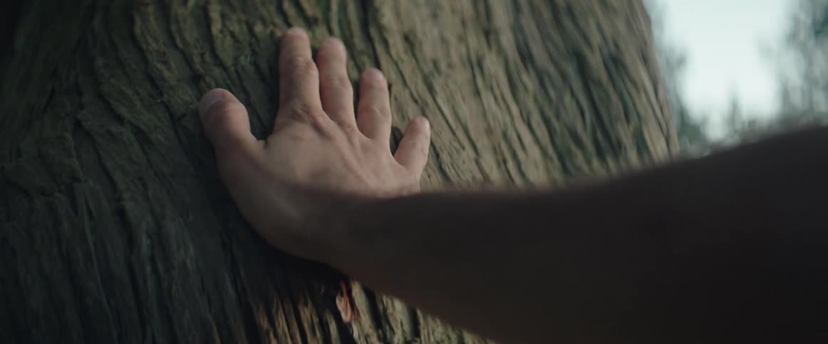 Man running his hand through a large tree trunk in a caring way
