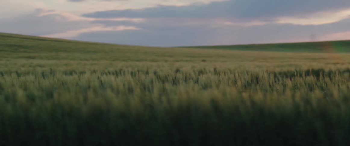 Tall grass grows in a field in the countryside at sunset