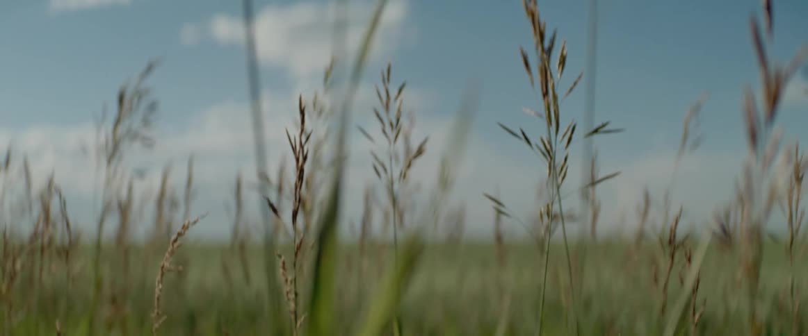 Close up of wheat growing in a field at daytime