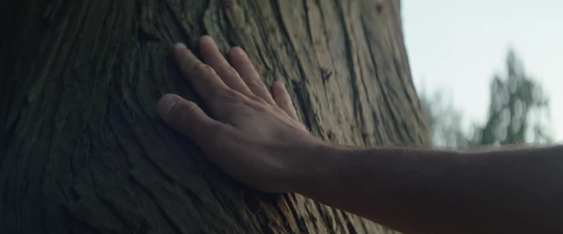Hand of a man feeling the texture of cedar tree bark in a wooded area