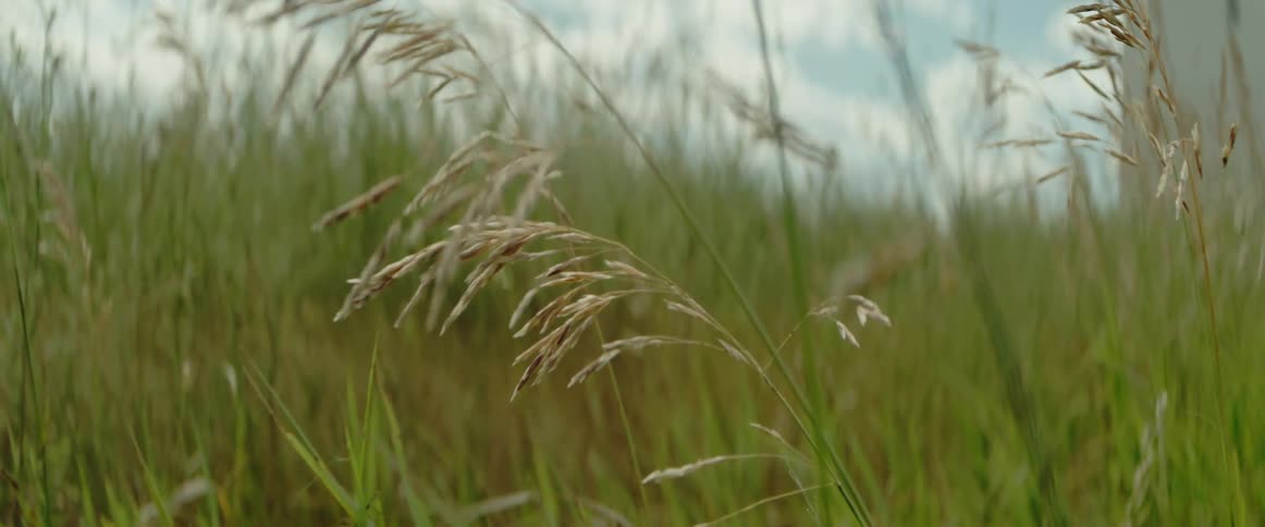 Wind blows through tall grass in a field with crickets jumping