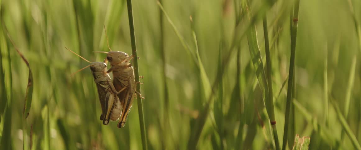 Close up of a pair of grasshoppers standing over each other in the grass
