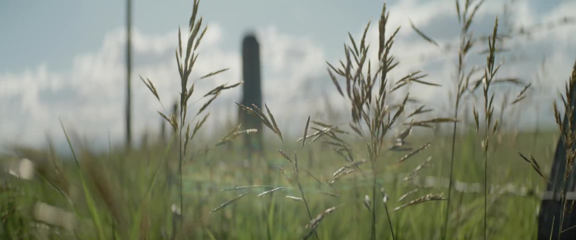 A view of grass blowing in the wind outdoors