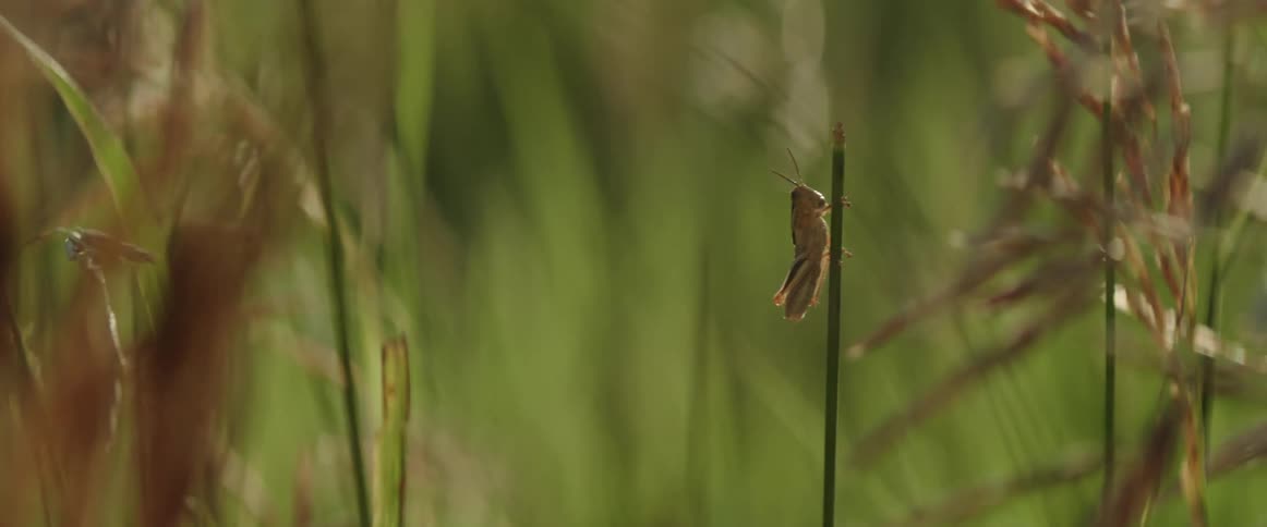 Cricket resting on a twig in the grassland in the morning