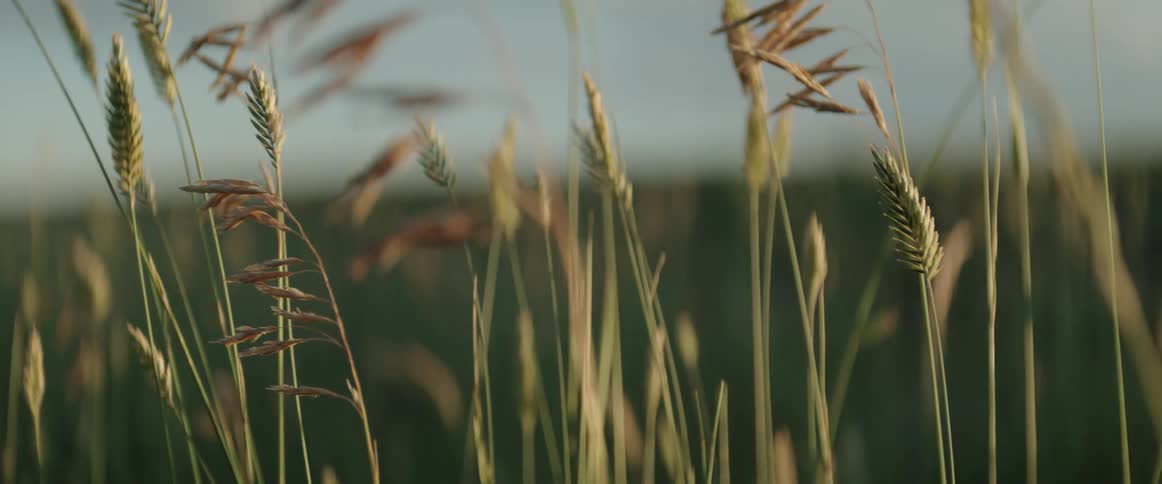 Wheat in a field moves in the breeze