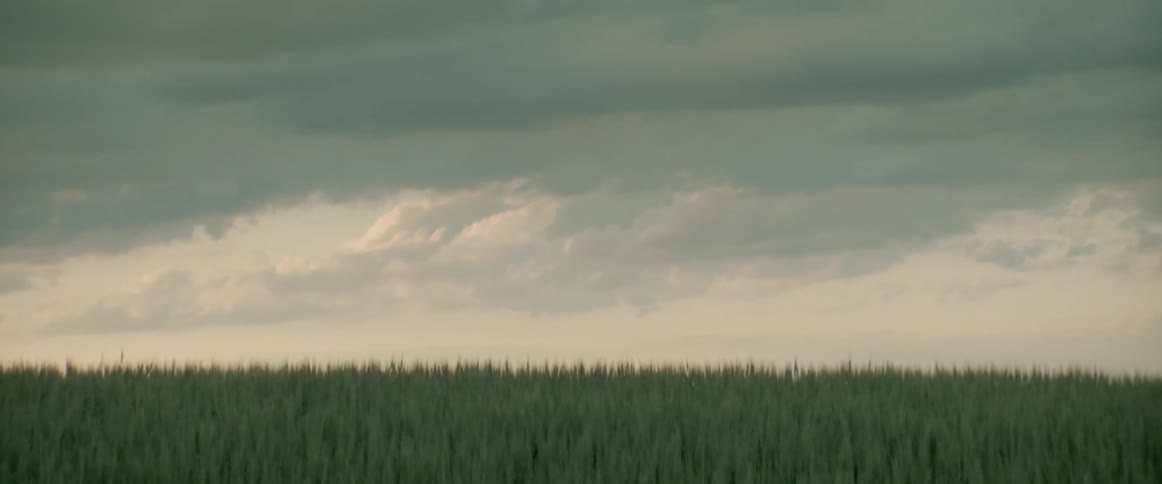 A field of tall grass under a cloudy sky seen in a zoom shot