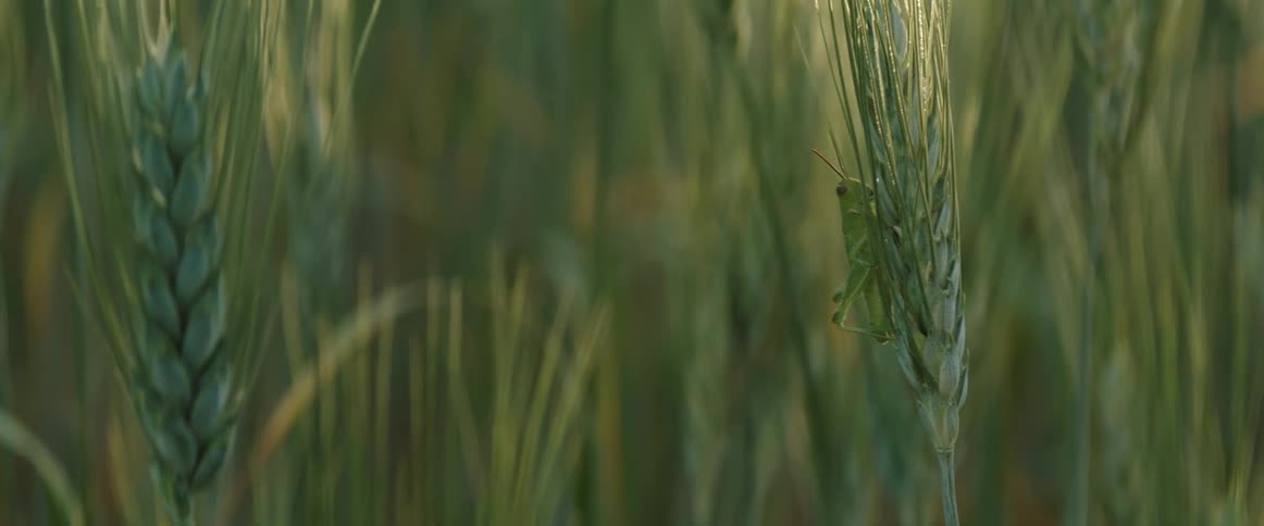 A green grasshopper on a wheat stalk blowing gently in the breeze