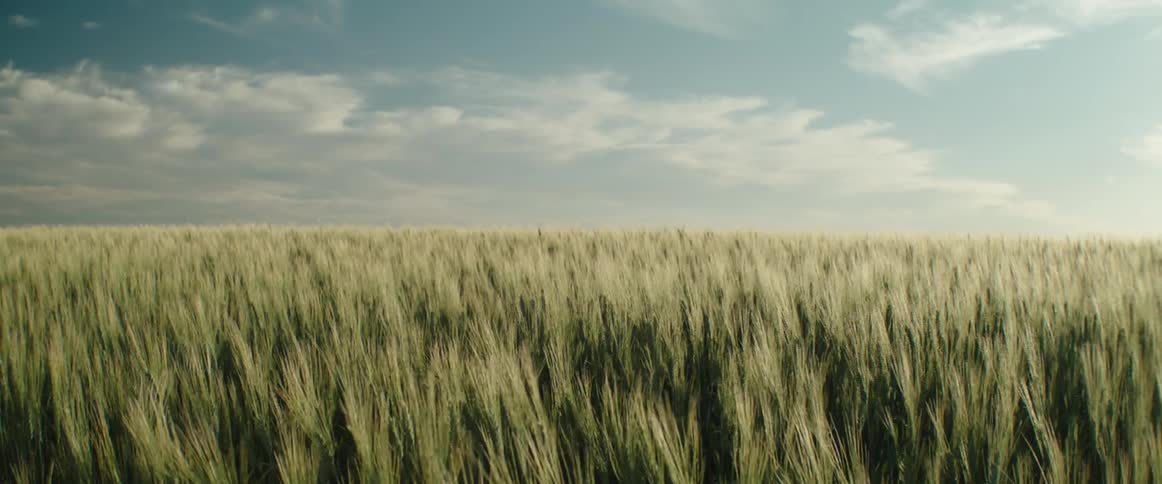 A large field of wheat goes as far as the eye can see