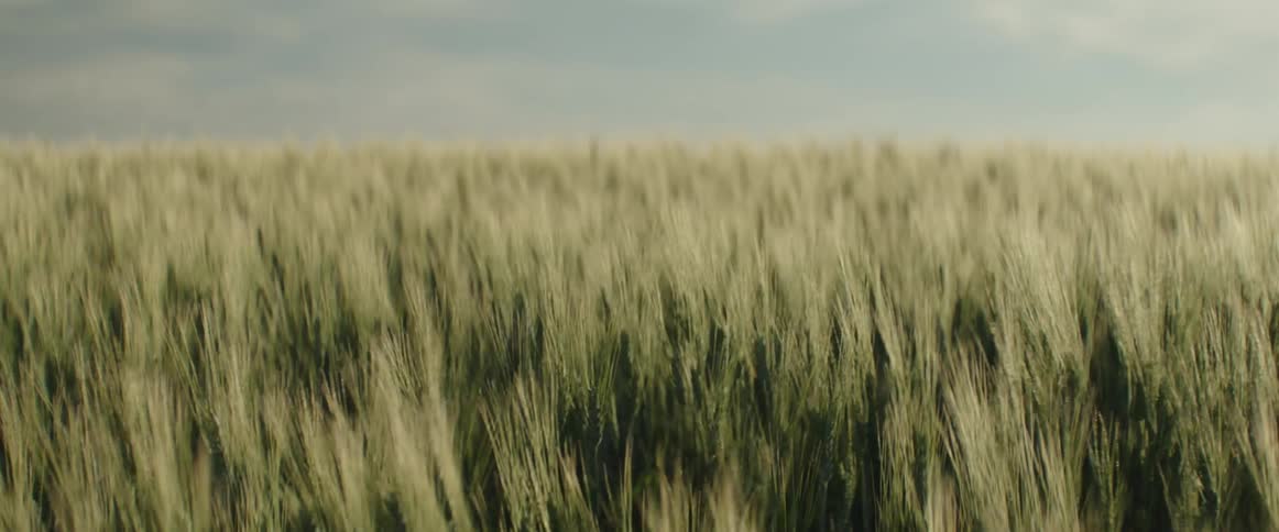 Wheat stalks sway in the wind from a gentle breeze across this expansive field
