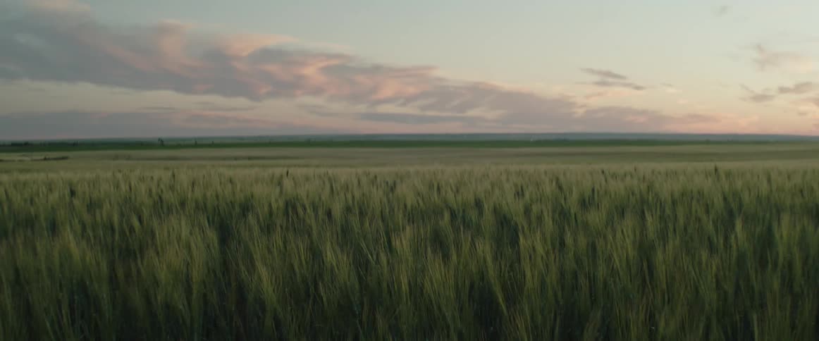 Crops waving in the wind on a field at dusk