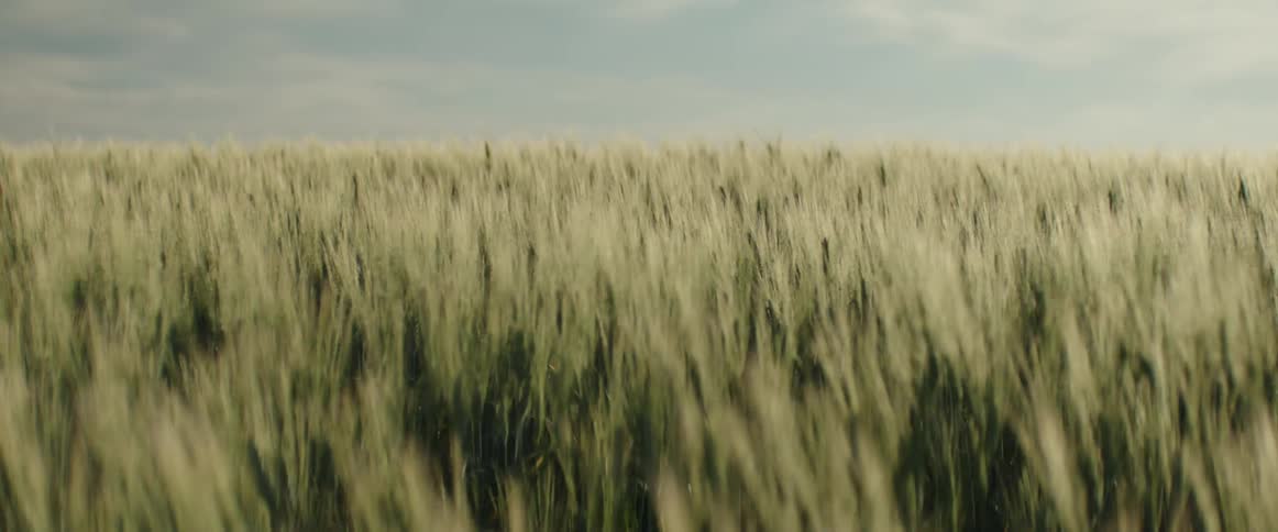 Wheat in a field moves in the breeze under a cloudy sky