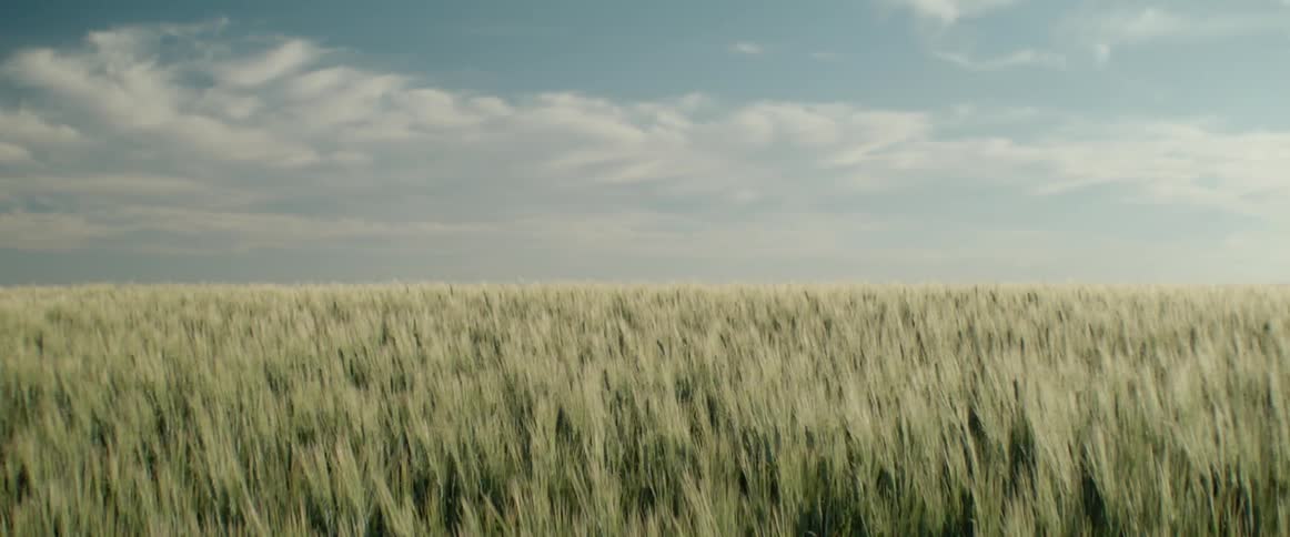 A view of grass in a large field blowing in the wind
