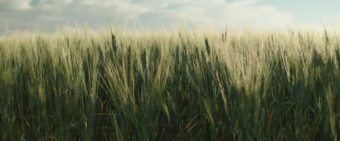 A field of wheat stalks moves in the wind