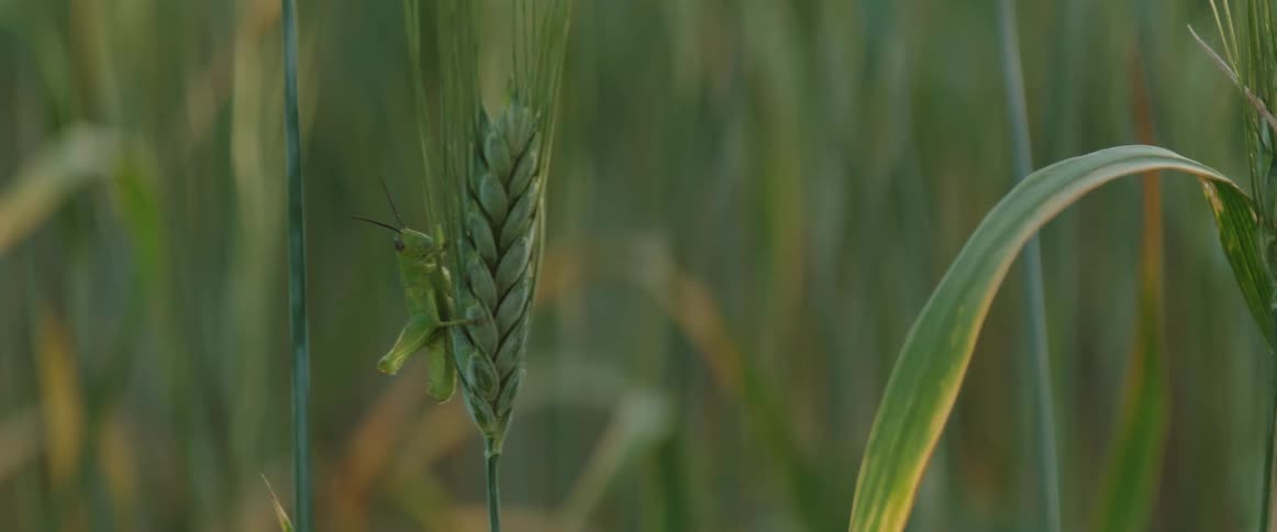 A green grasshopper is hanging onto a wheat stalk