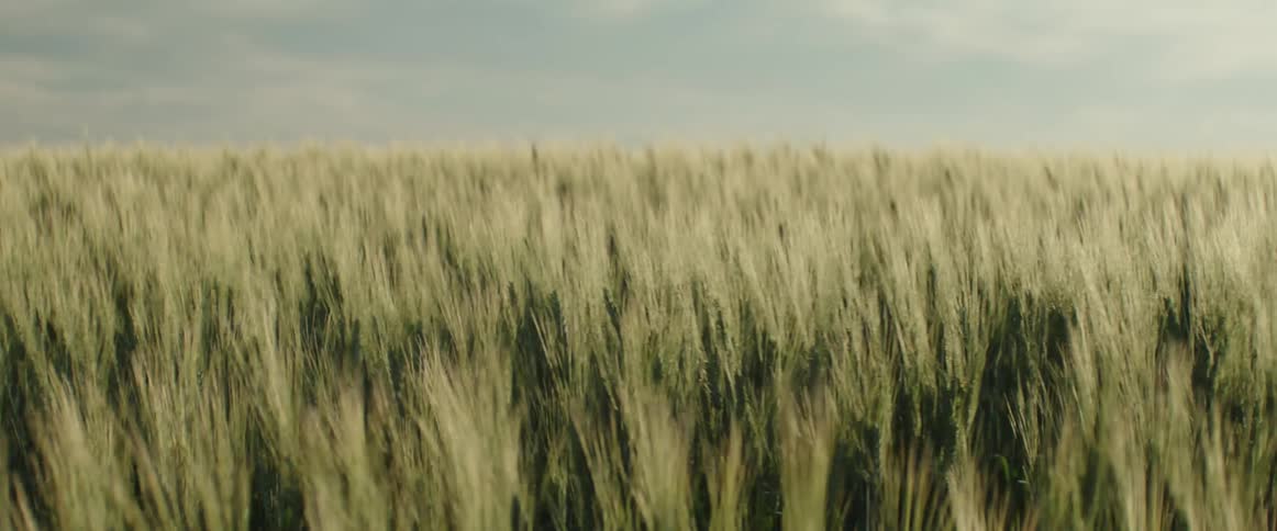 Wheat sways in the wind across this sprawling wheat field