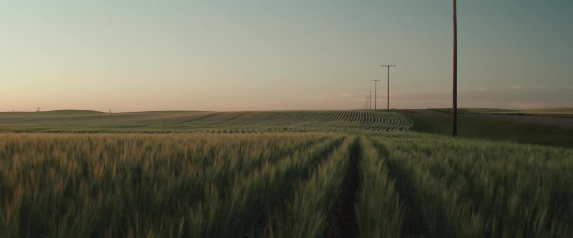 Rows of wheat crops seen during the evening