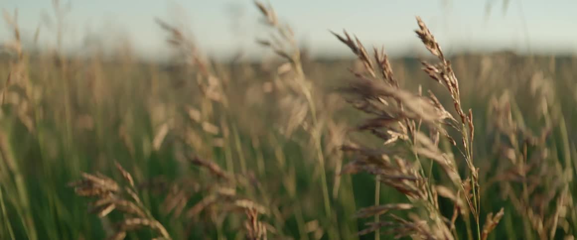 Wheat crops waving on the wind on a field at evening
