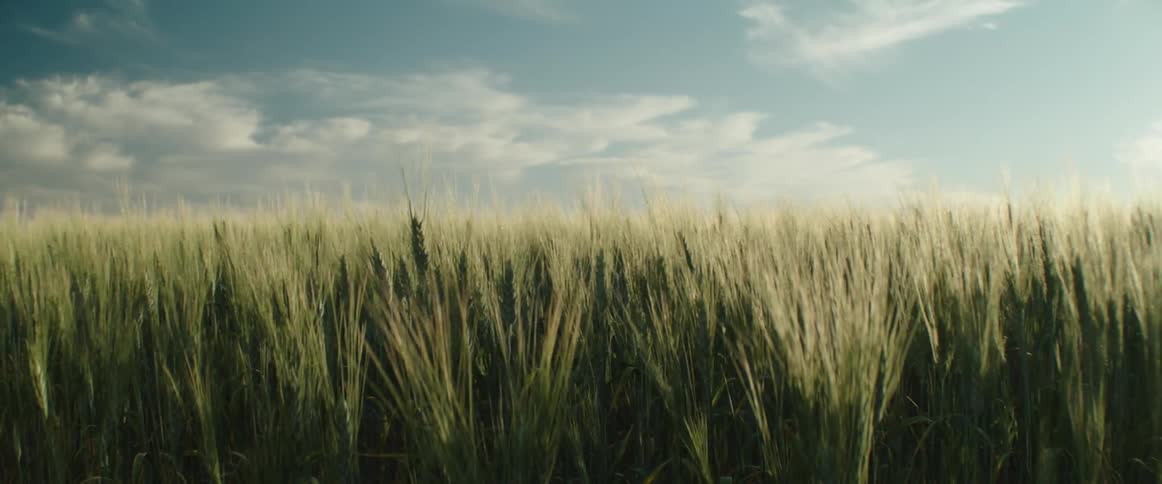 Wind blows through tall grass in a field on a sunny day