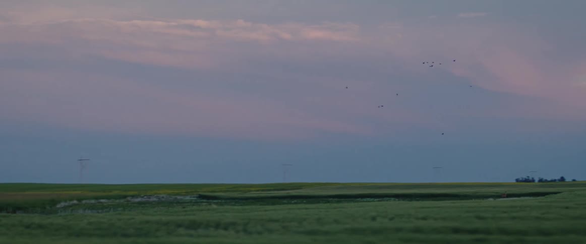 A flock of birds flying over green fields in the countryside in the evening