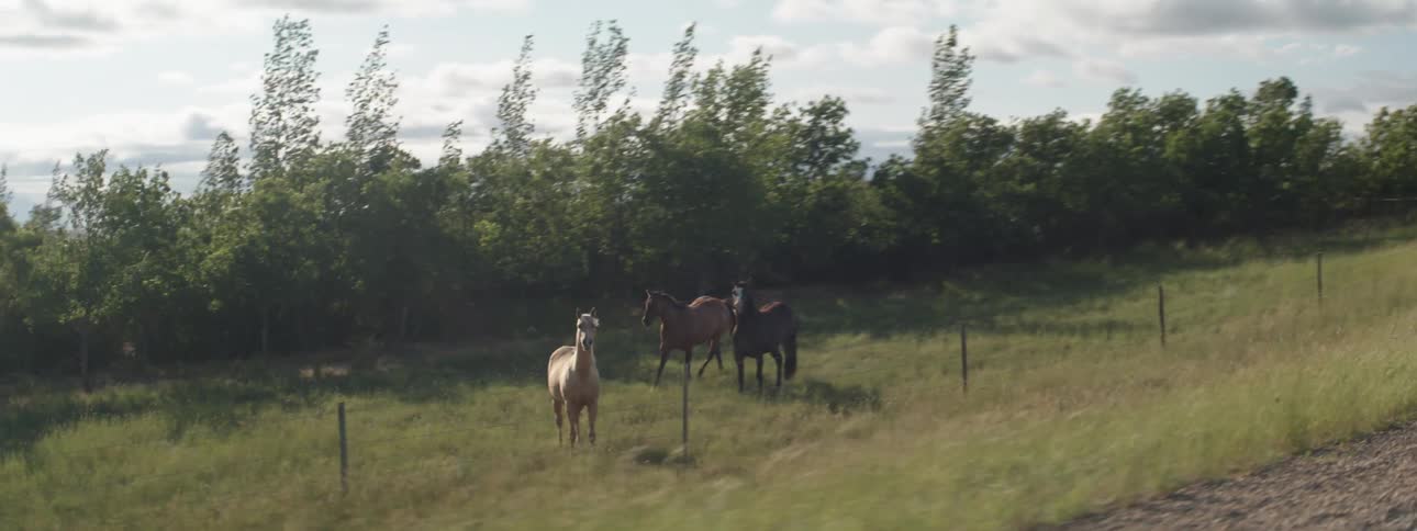 Man wearing a helmet riding his bicycle on a dirt road passing three horses in a grass field