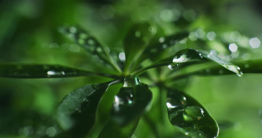 Water droplets fall on to the leaves of a plant as the sunlight shines upon them