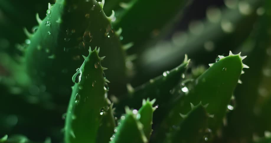 Small drops of water drip onto the surface of a small succulent plant
