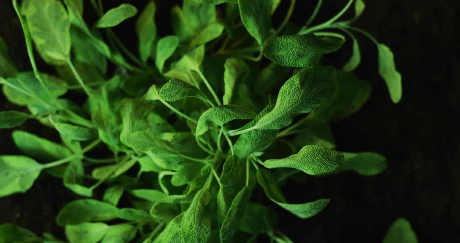 Top down view of a green herb plant retracting slowly into the ground