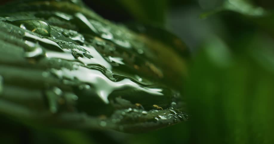 Close up of water droplets falling over green leaves