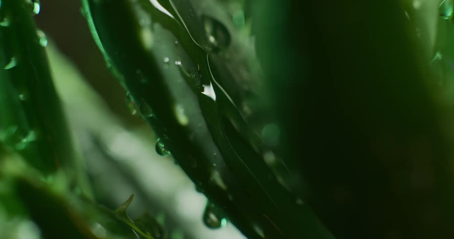 Rain falls on to plants and rolls down the leaves