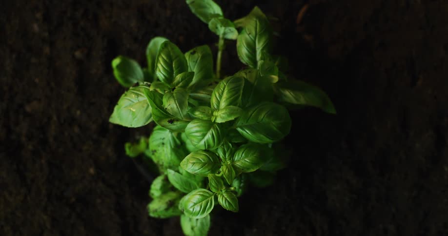 Light shines on a green plant as it grows in the darkness