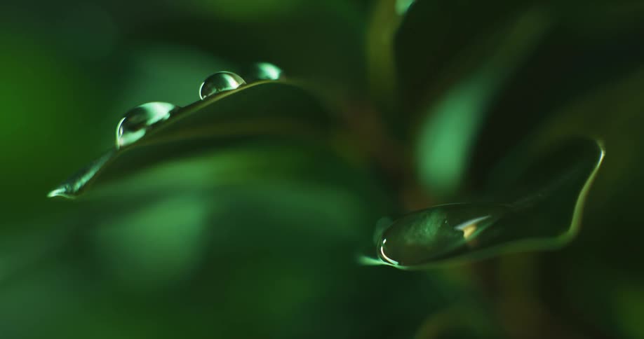 Sunlight shines on water droplets falling and resting on the leaves of a plant