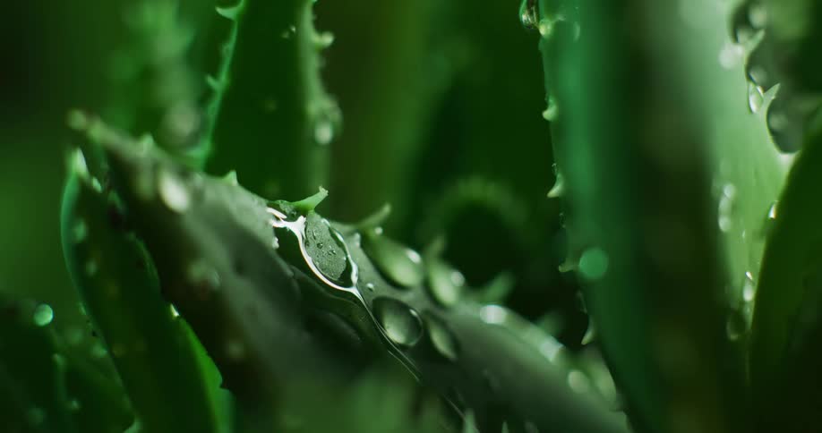 Water drops falling on a green leaf
