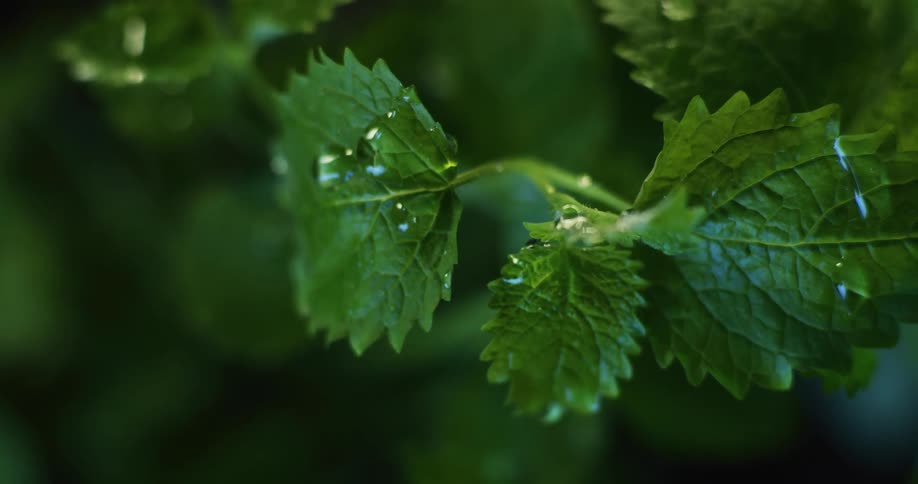 Droplets of rain falling on plant leaves
