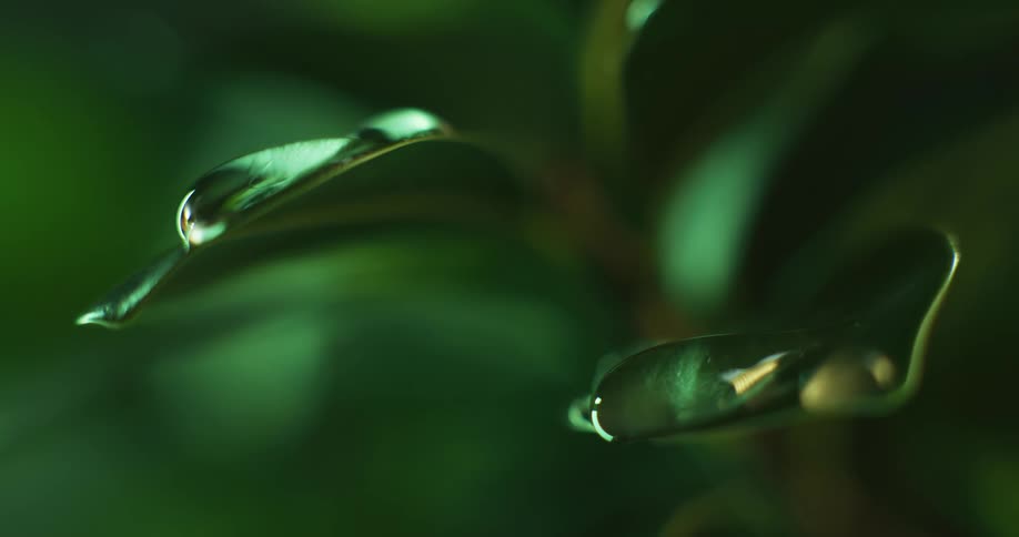 Drops of water fall on a green leaf