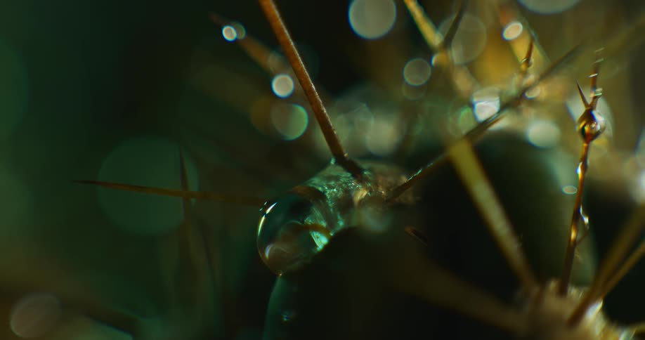 Water drops fall onto thorns of plant and slowly flow downward