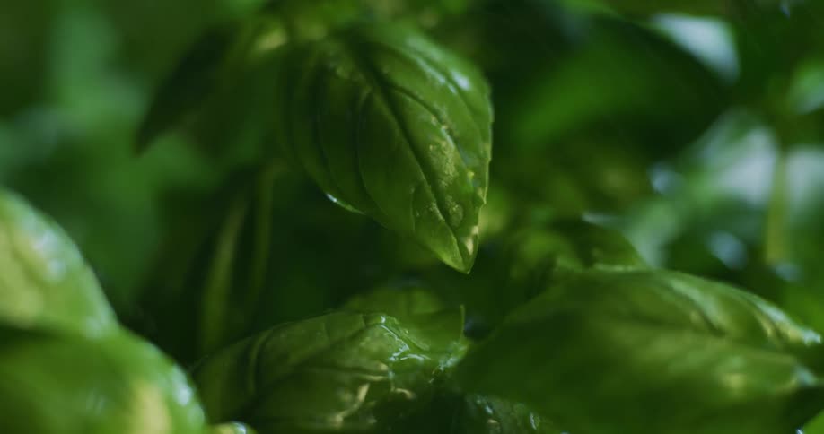 Sunlight shines on plants as water droplets fall from the leaves during light rainfall