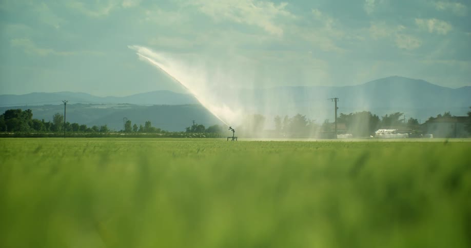 A large sprinkler in the center of a green field sprays water 360 degrees