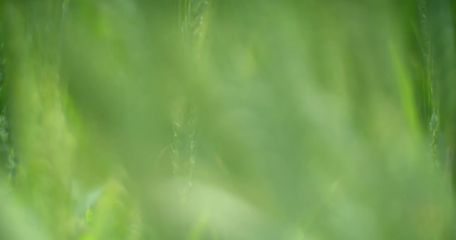 Close up of green wheat field
