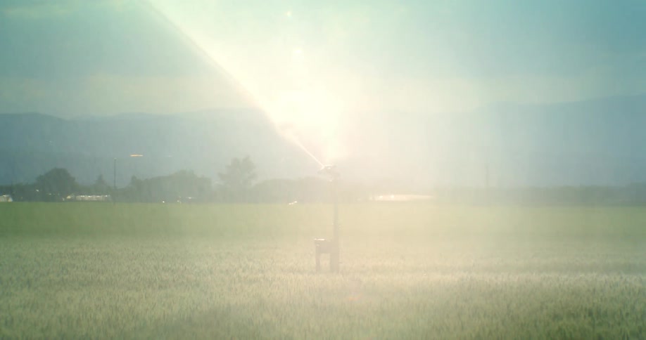 Sprinkler sprays water onto a field