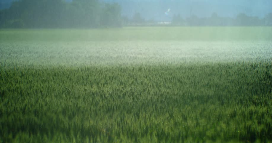 Rain sweeps towards us across a grass field