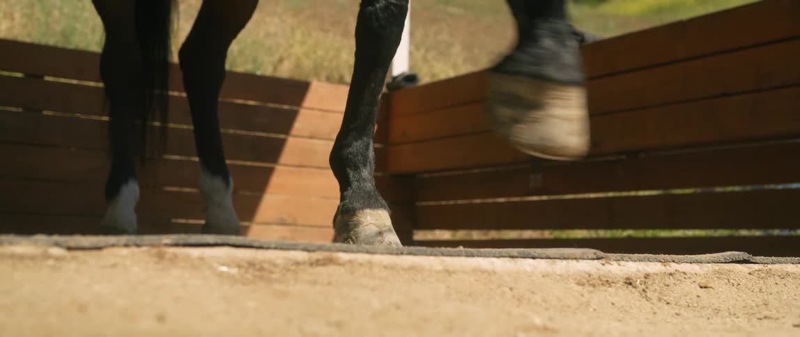Black coated horse paws at the ground with a forefoot hoof