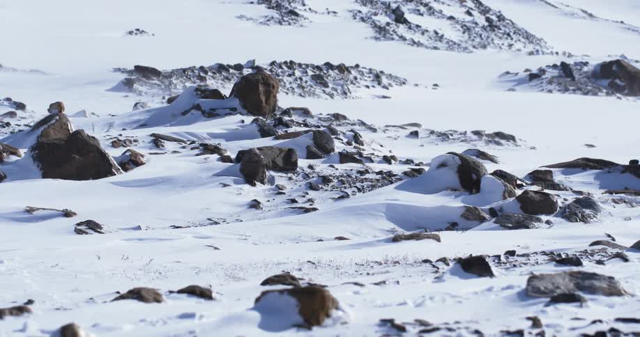 A field with many rocks and snow all over