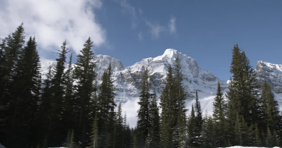 View of snow-capped mountain peaks through pine trees