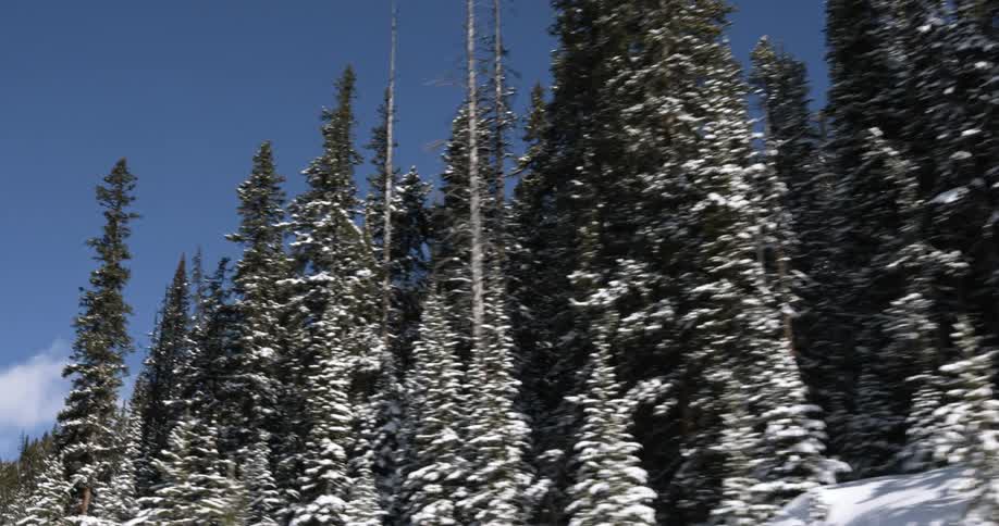 Moving past trees in front of a large mountain