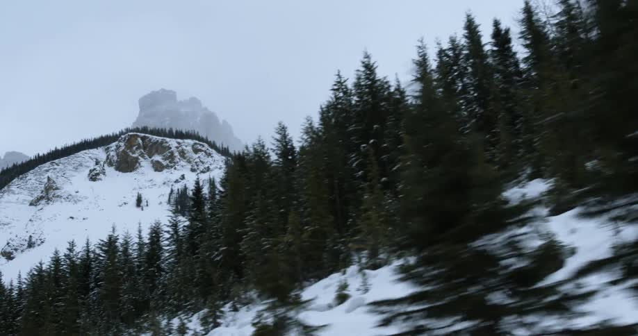 Driving past a hillside covered with trees