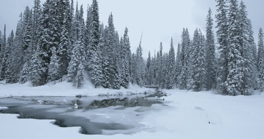 A stream is frozen over in a snow covered forest